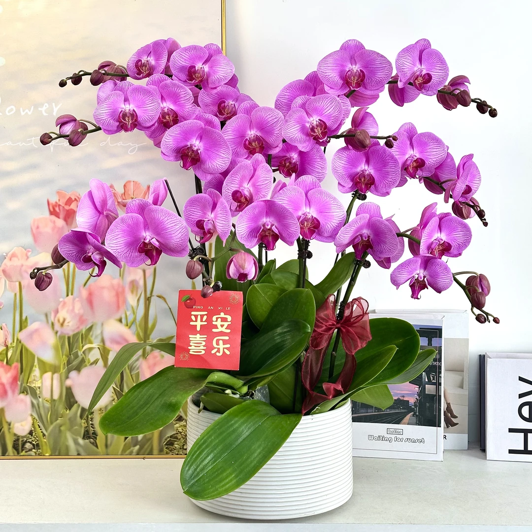 【爱丽丝】室内蝴蝶兰花盆栽开花株 四季好养护绿植叶片