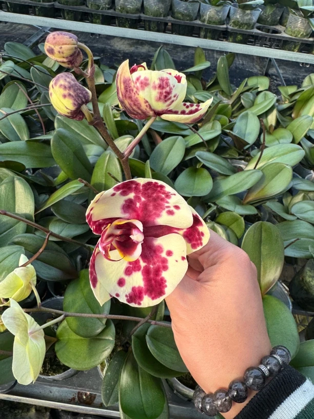 【金雕】蝴蝶兰 3.5寸加高杯 带花剑