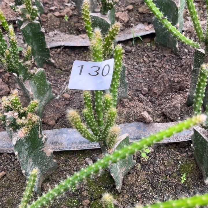 用***1X3白香妃和一棵130.132