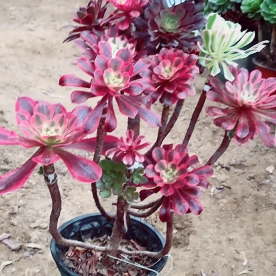 012嫁接老桩法师