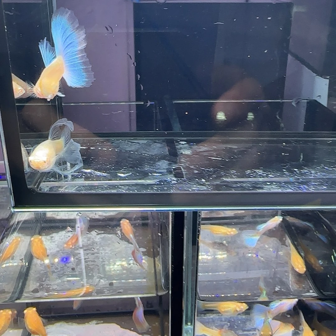 孔雀鱼蓝白大c一对，三个月