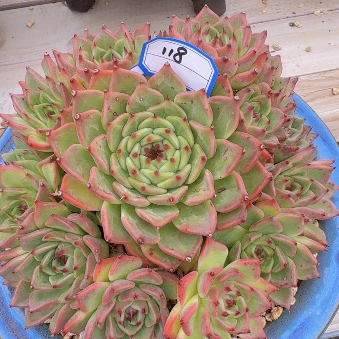 118蓝龙凡艺多肉///