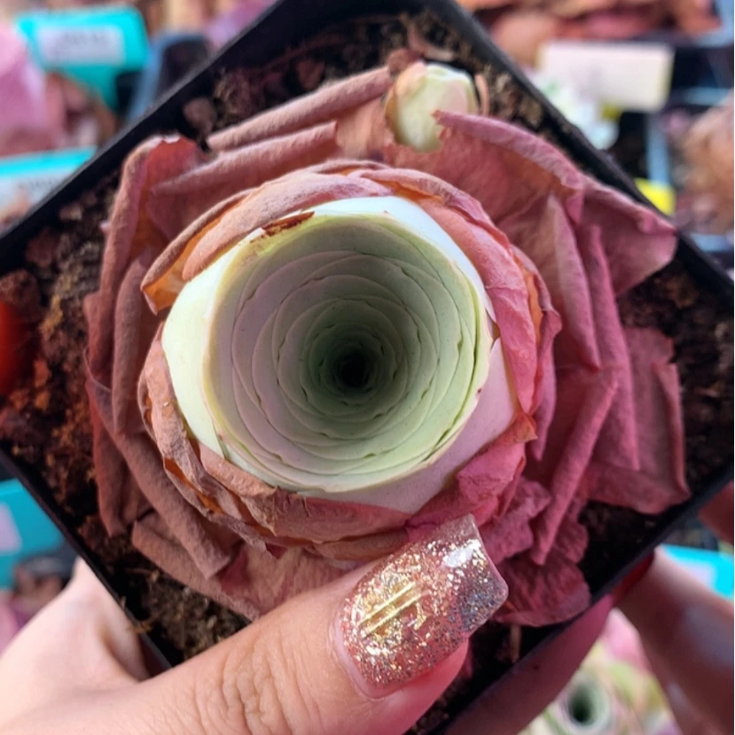 【闪购商品】福利146