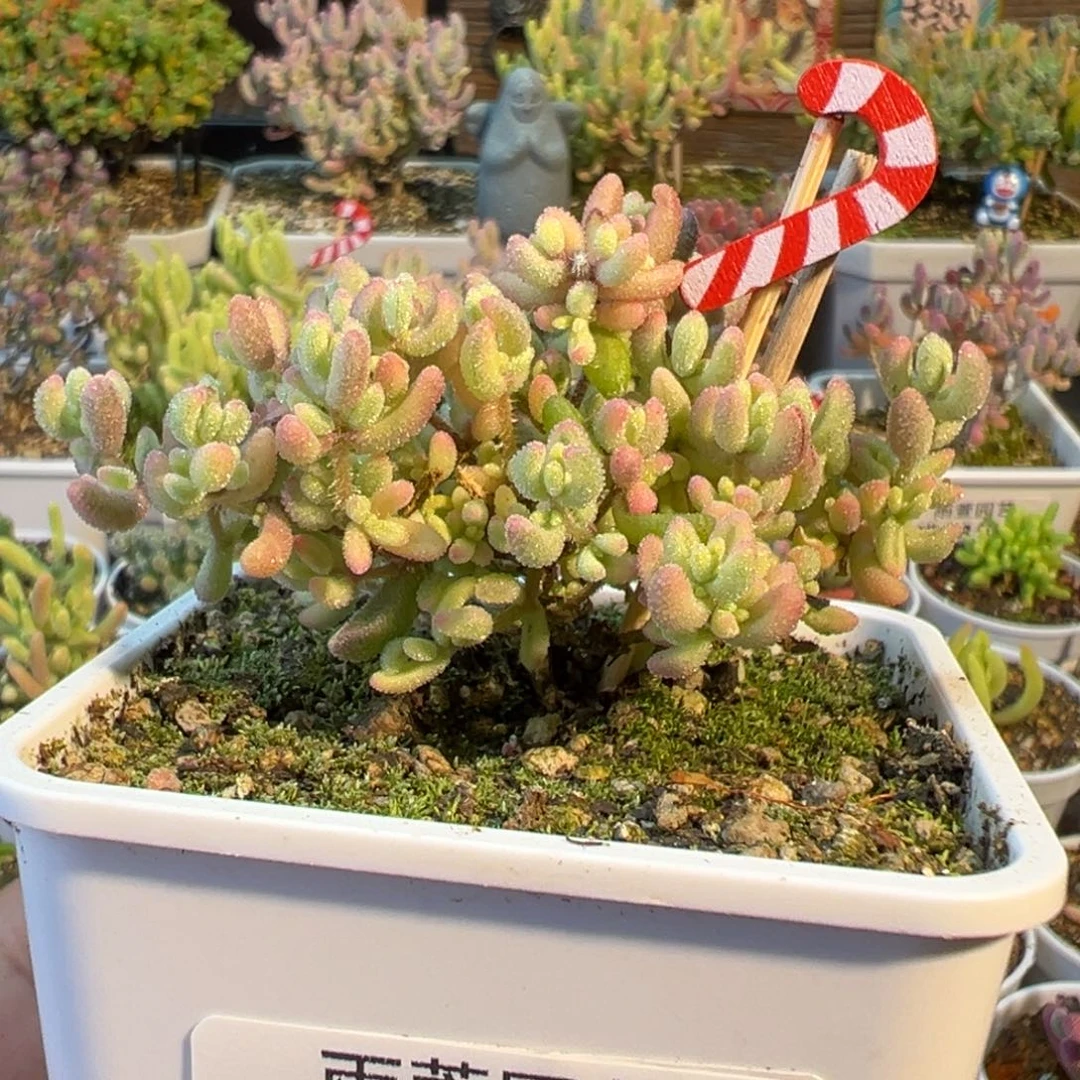 半***客30-403半人马的专拍红宝石锦