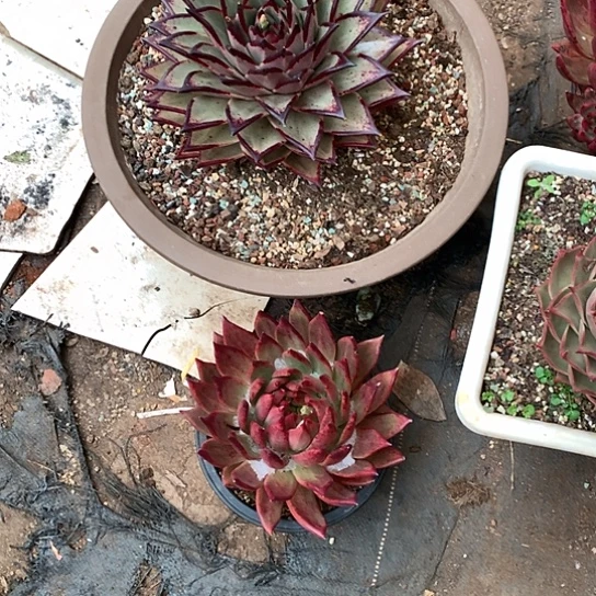 绾美肉特价活动开始啦