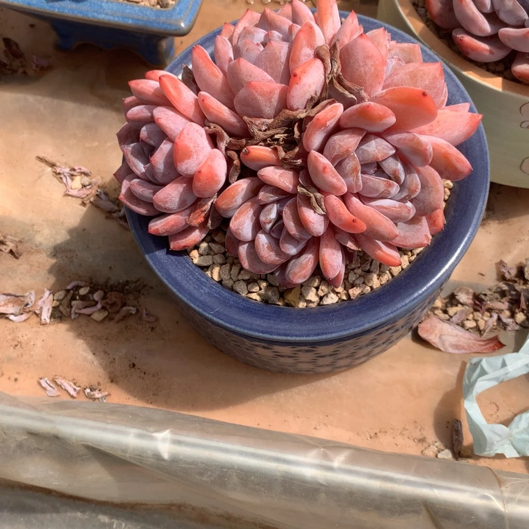 无花朵无砍石榴籽哈哈哈哈哈哈