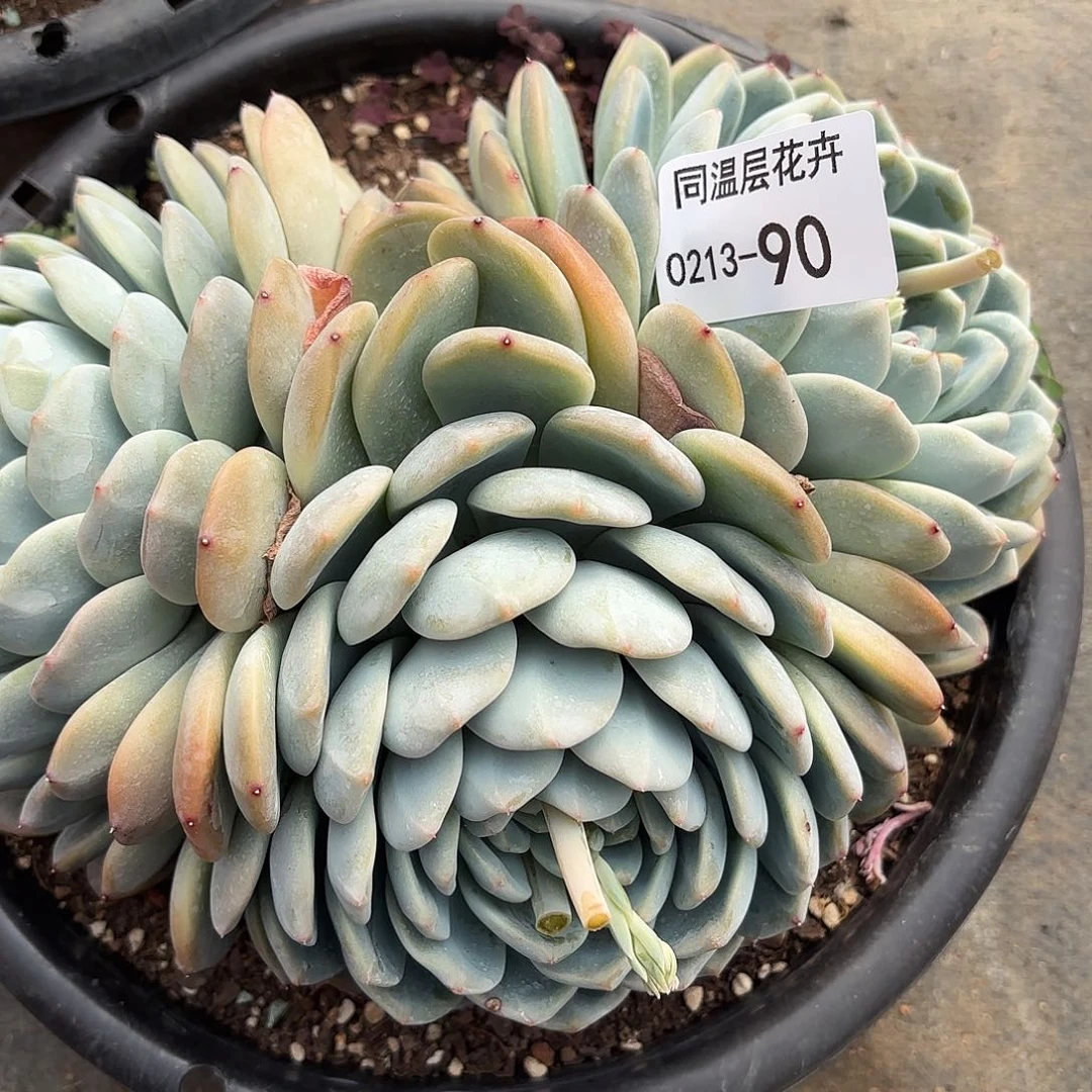 同温层多肉90冰玉