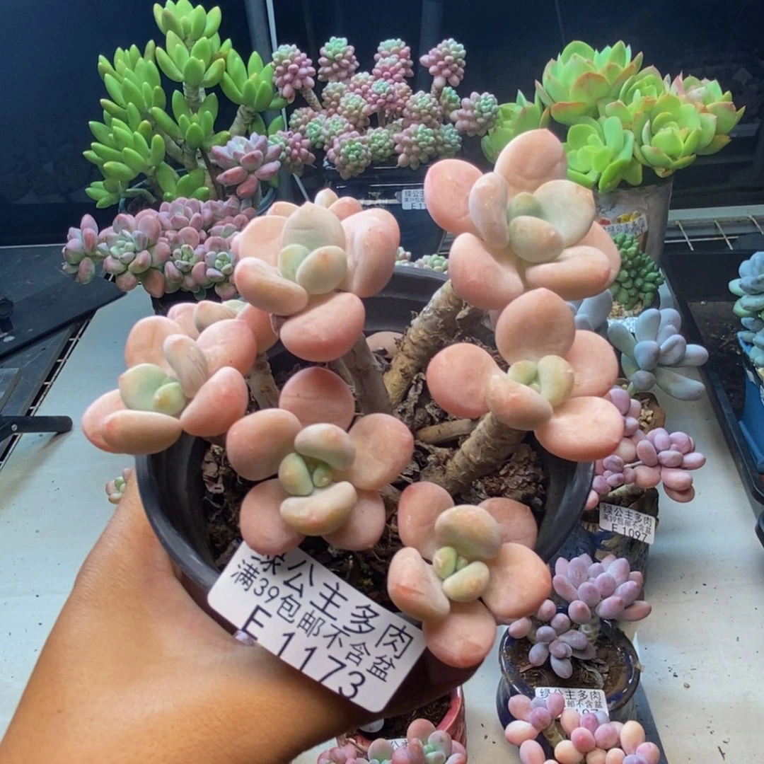 173橘子香水多肉8c m