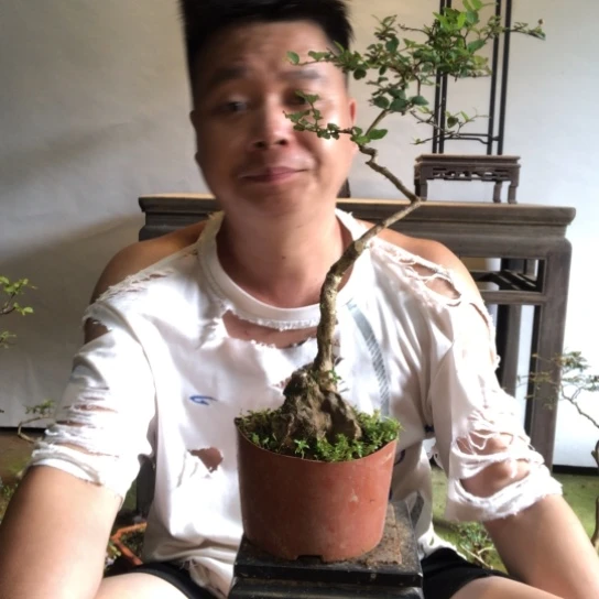 无花朵盆景盆栽植物（不包成活率）