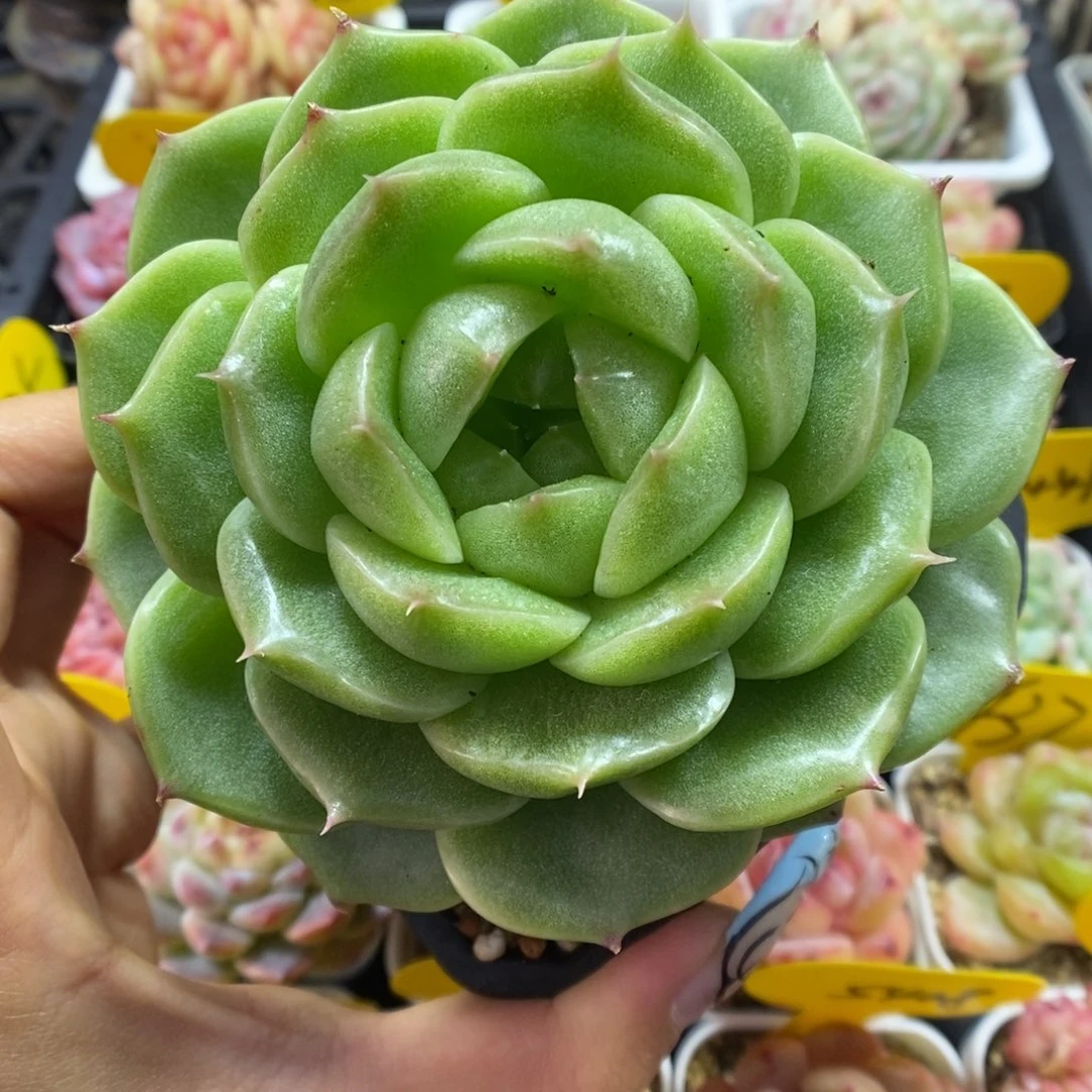 油透麦秆可拍5178号