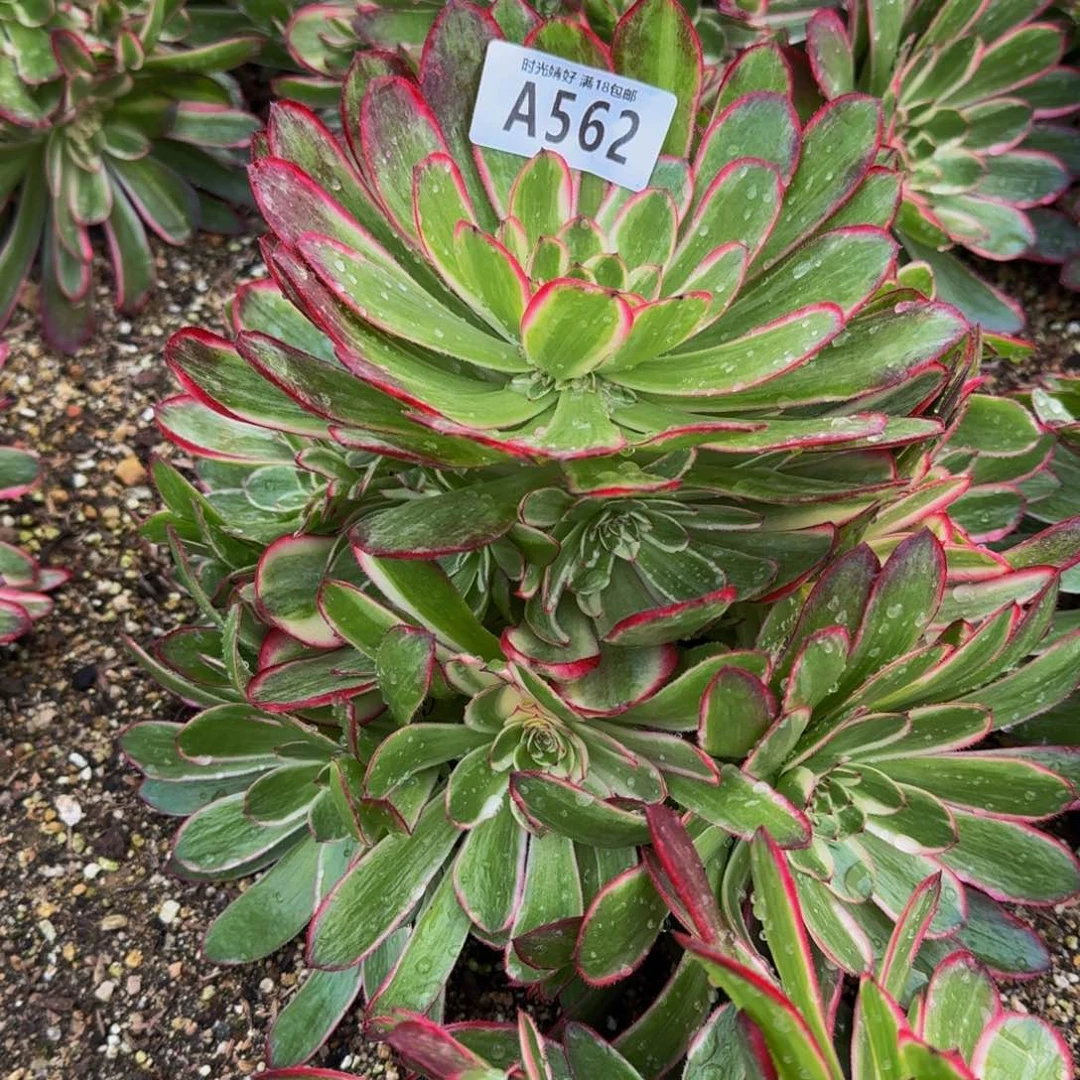 L***?562瑶光多肉植物