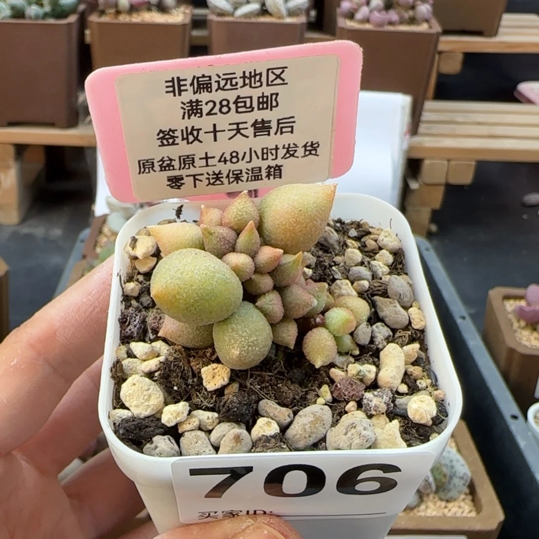 706小辣椒多肉植物