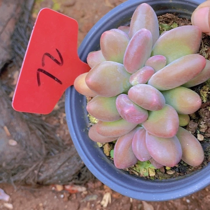 喵**4这个我就知道这点