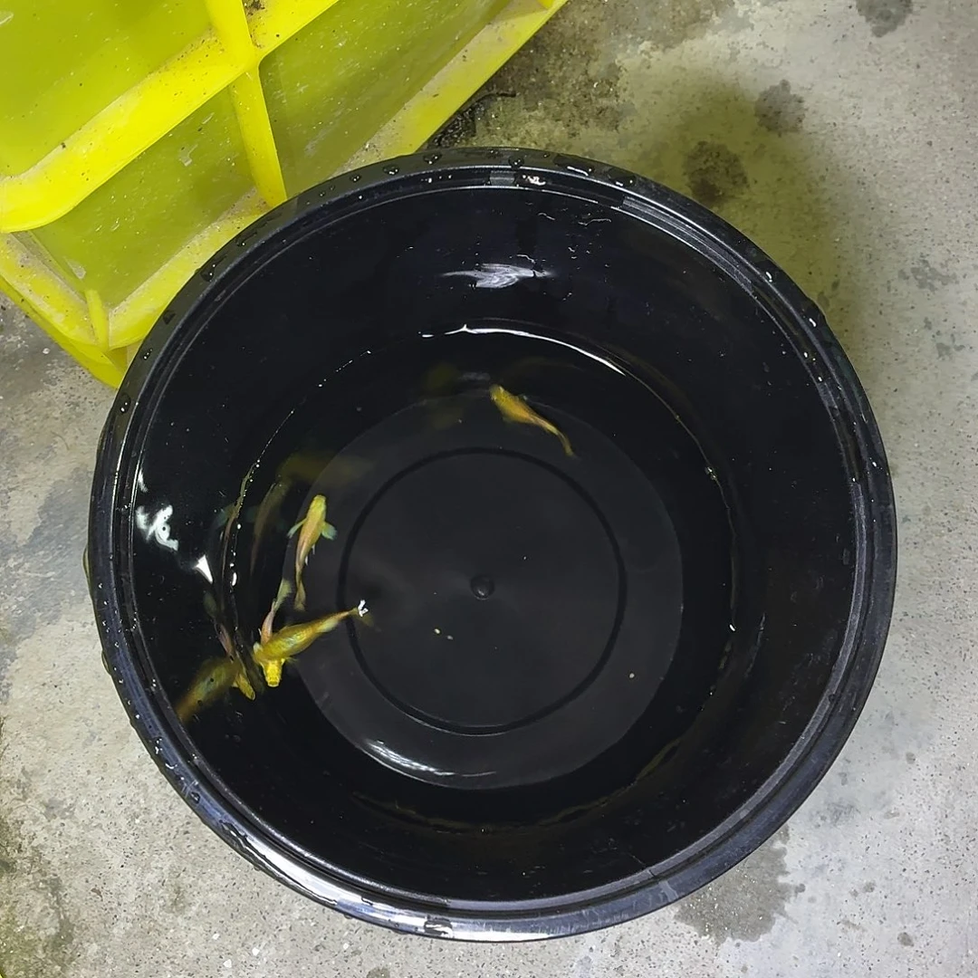 孔雀鱼满麟黄金两对