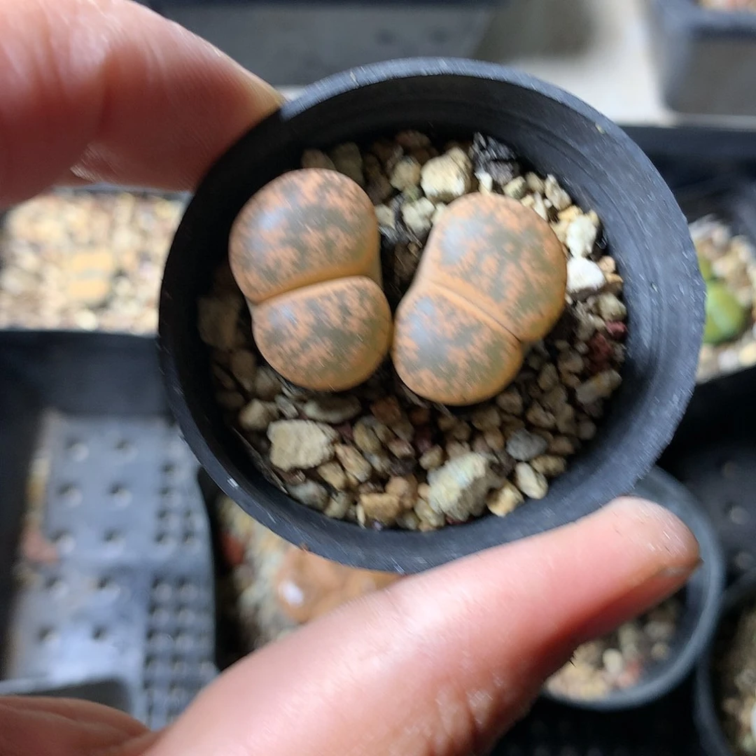 P463多肉植物保护