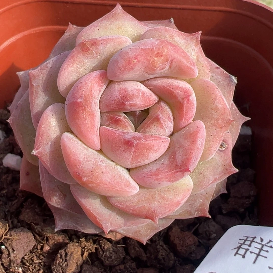 小卡拉米糖心一物一拍5-154