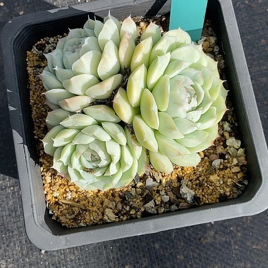 依*635多肉植物老桩