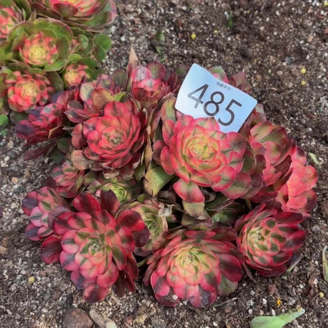 哈哈多肉葡萄福利485