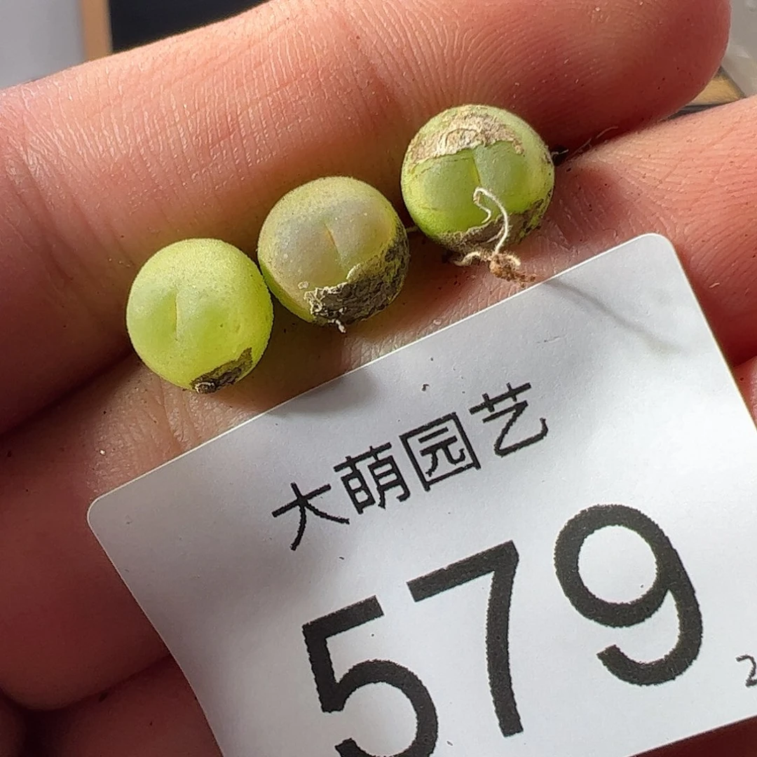 一物一拍。    579