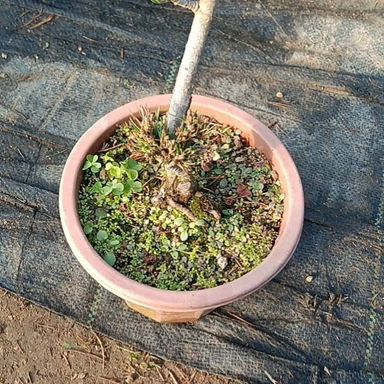 矮霸老桩盆景实物