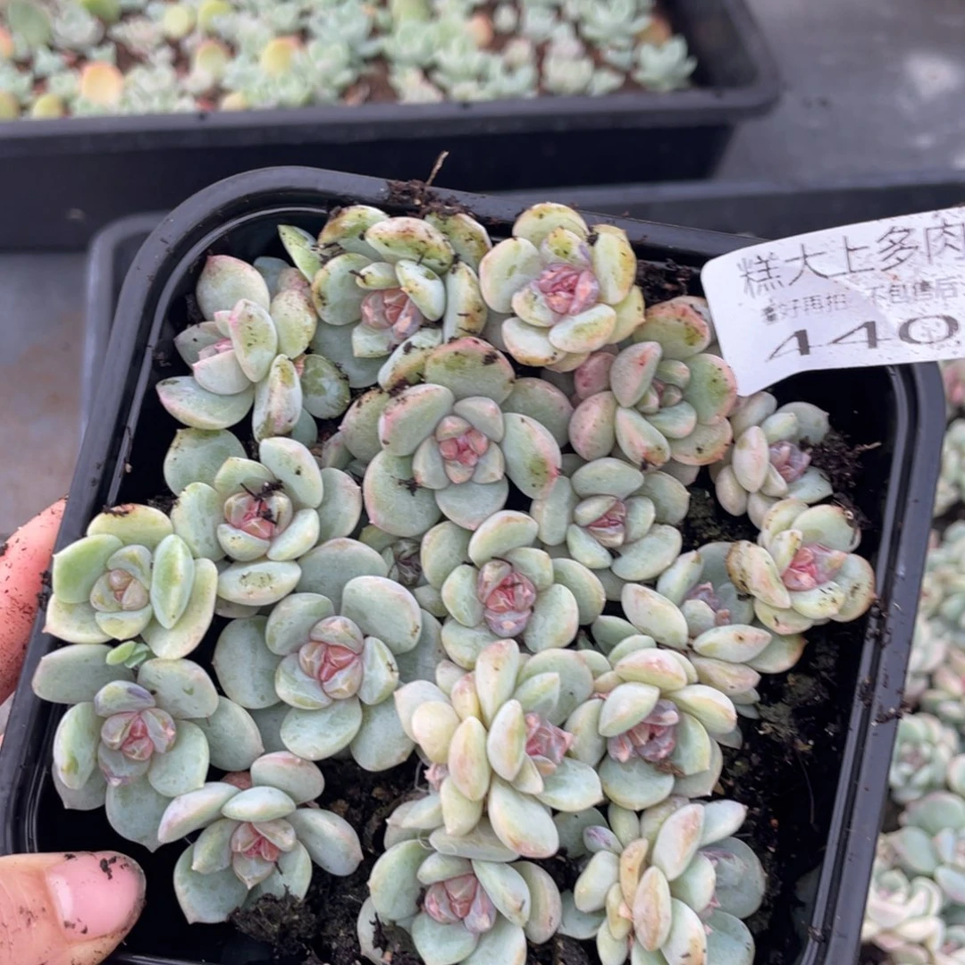 糕大上多肉植物440
