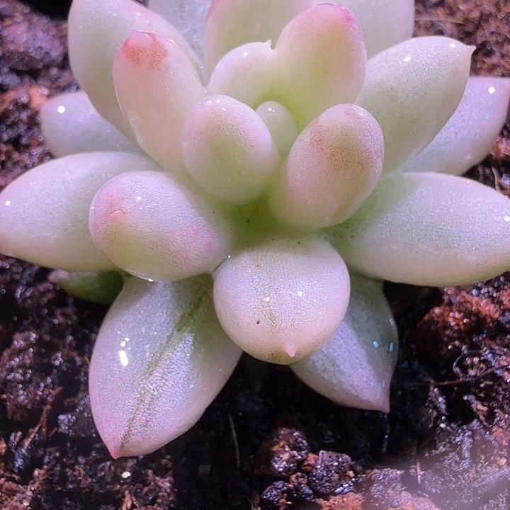 所罗门锦多肉锦植物