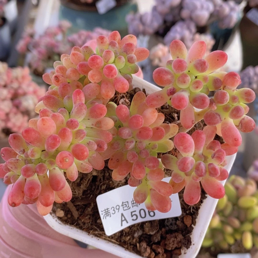 乙女心缀9cm506多肉植物