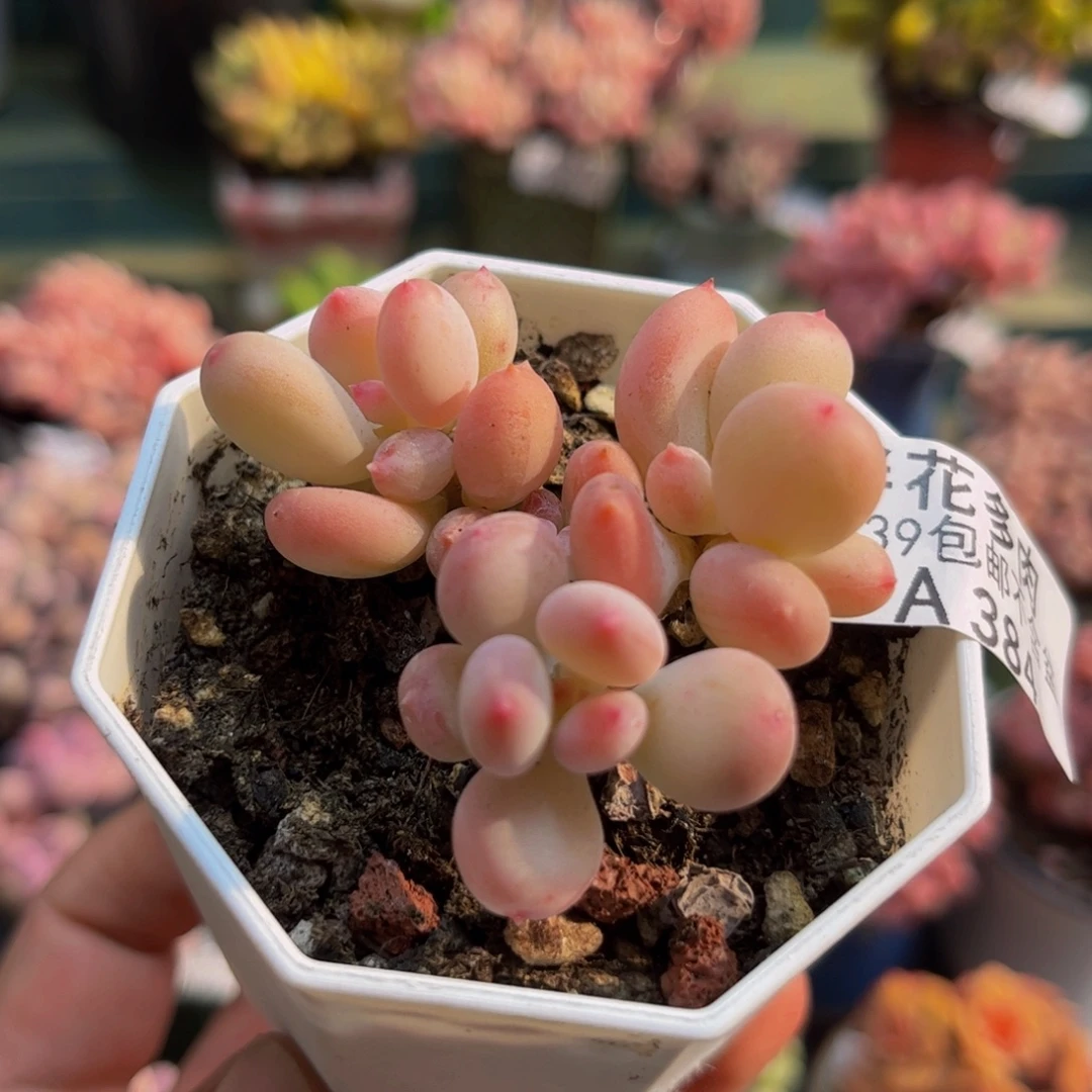 384苹果奶2代3cm多肉