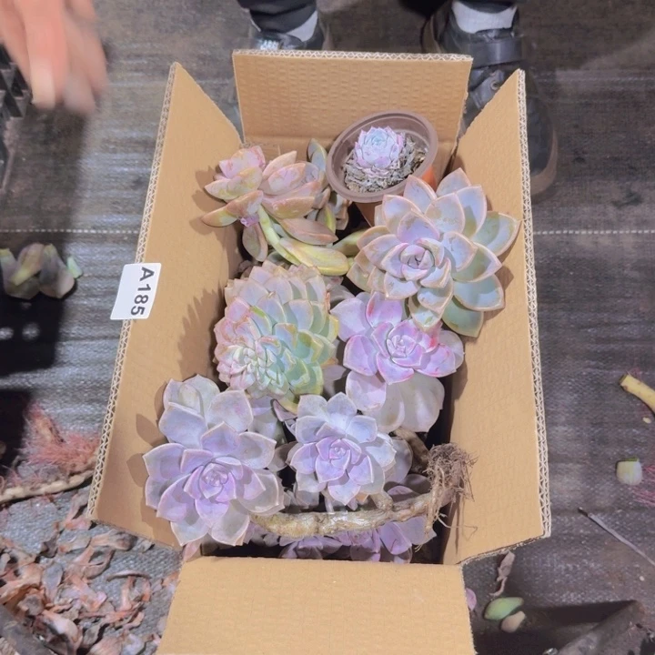 185框拍多肉箱拍链接