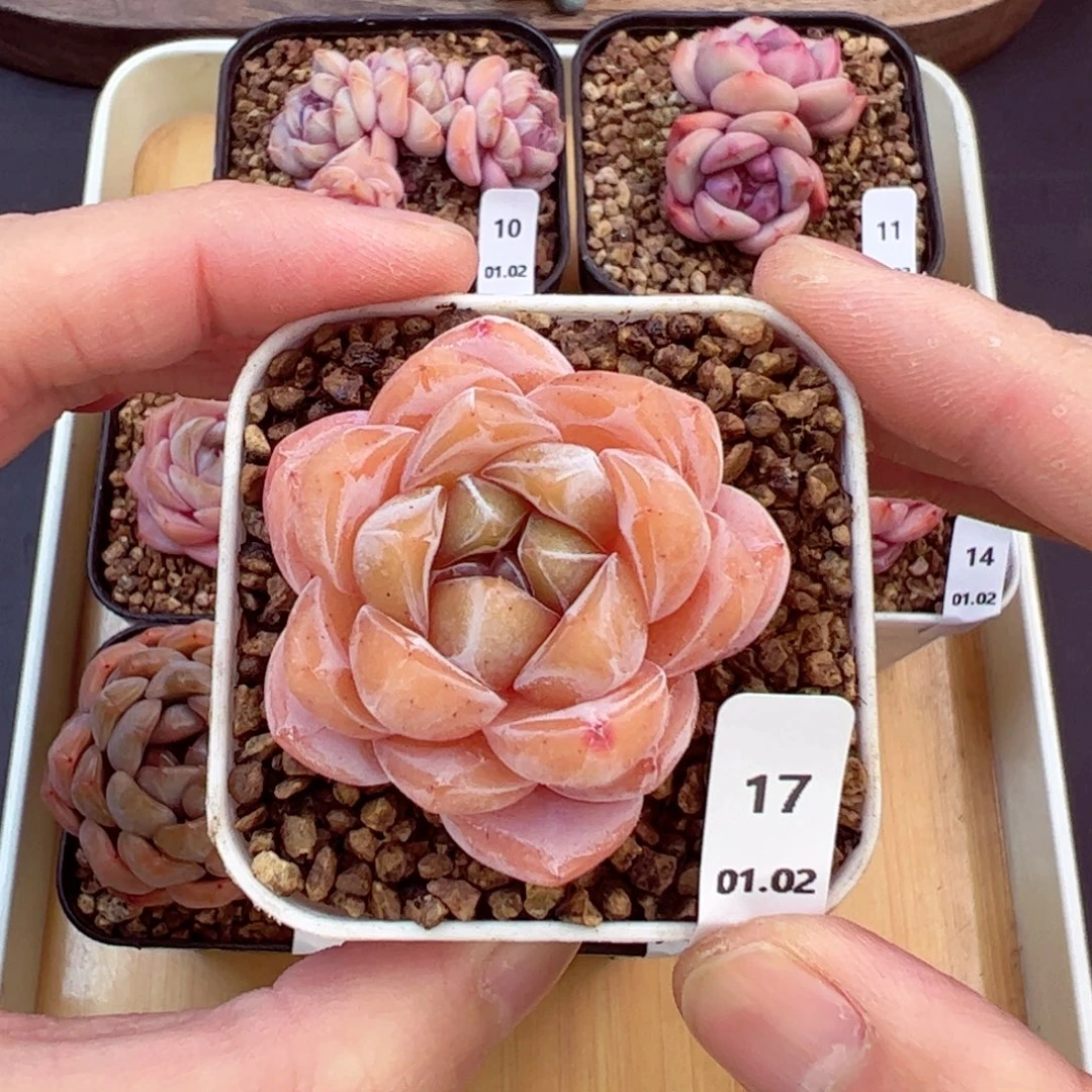 好好看17、哈哈哈哈