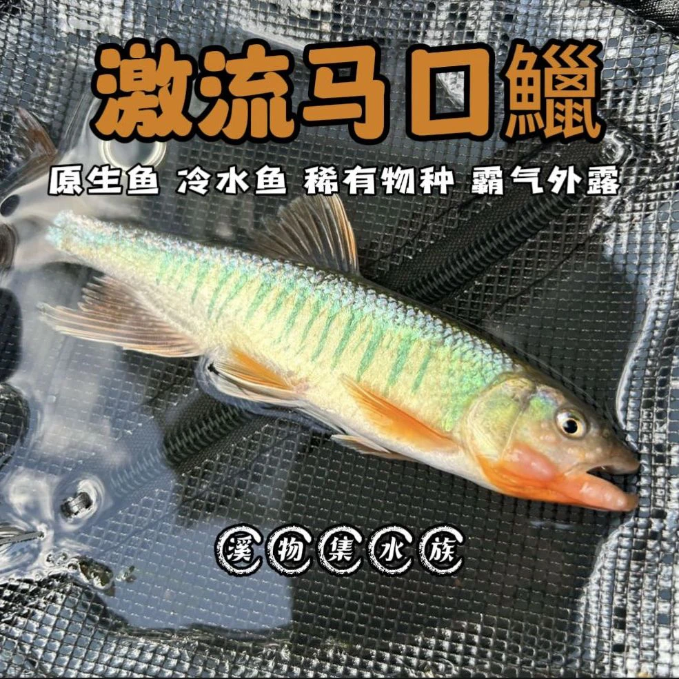 广西激流马口 稀有地域种观赏鱼