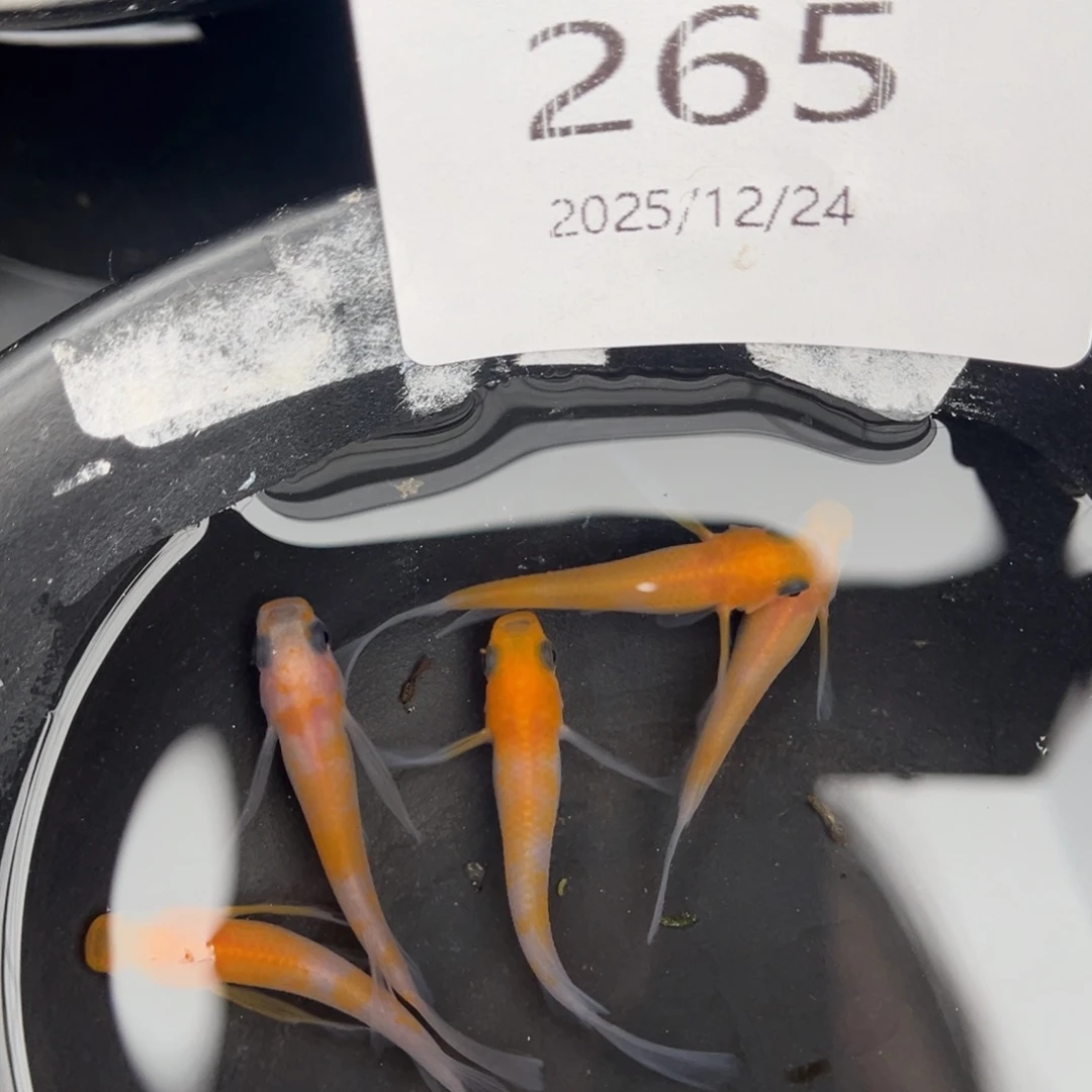 青鳉鱼265红白真长鳍五尾