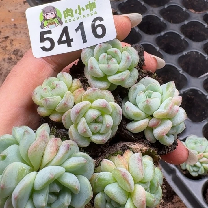 多肉植物多肉植物