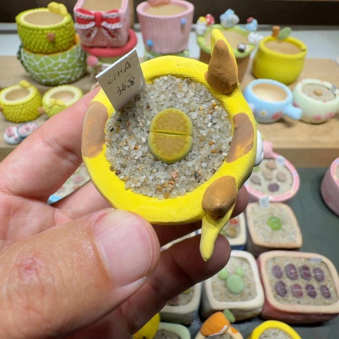 蘑菇208黄巴厘净