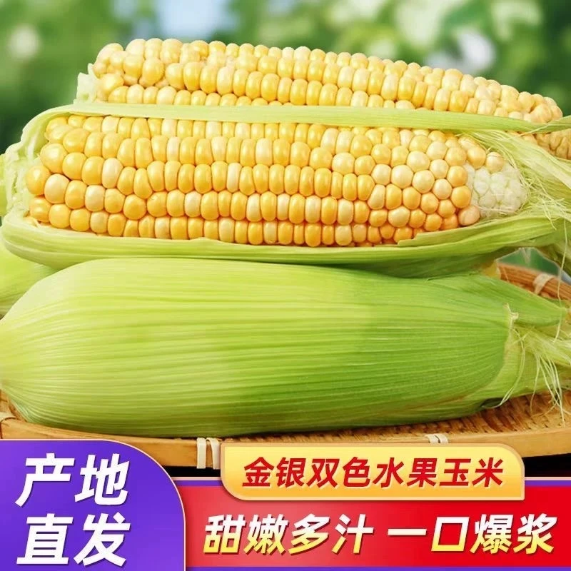 【现摘现发】云南金银水果玉米整箱爆浆脆甜新鲜青皮单根300g以上