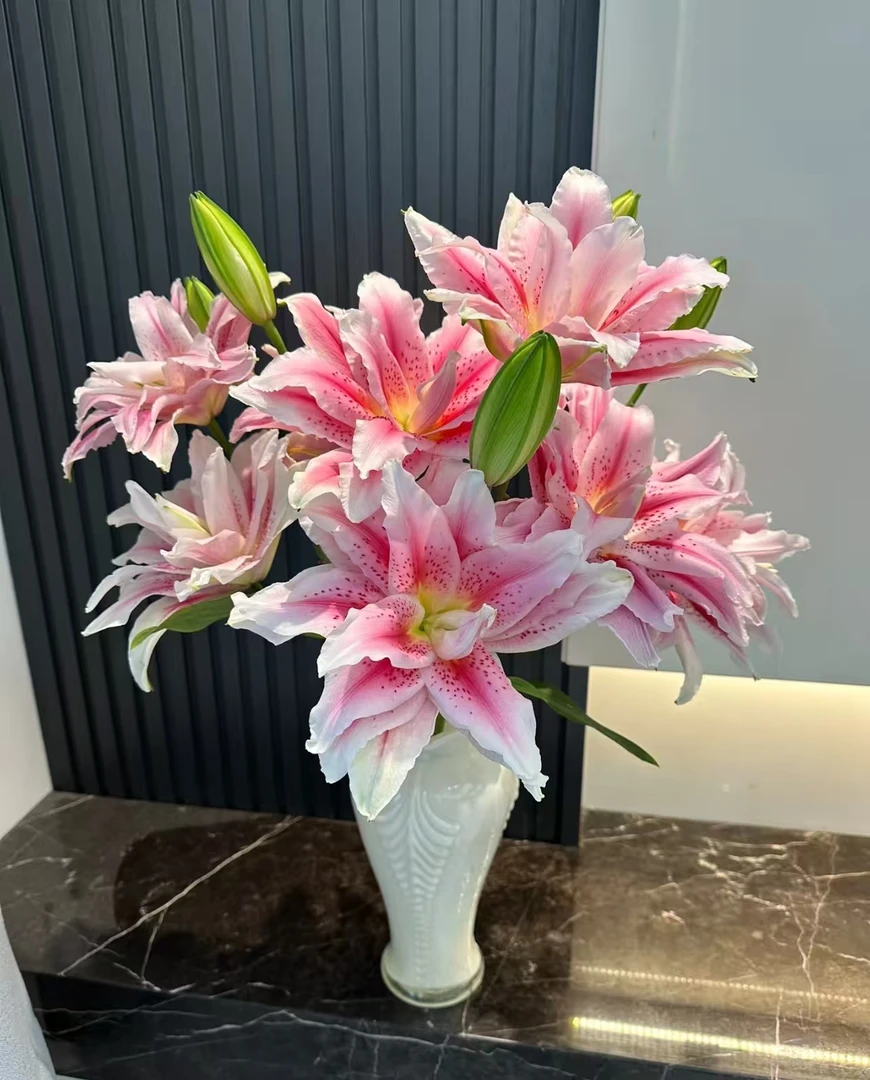 《太平盛世百合》收到记剥花瓣一定要醒花不支持退货）