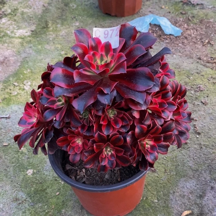 美杜莎多肉植物972