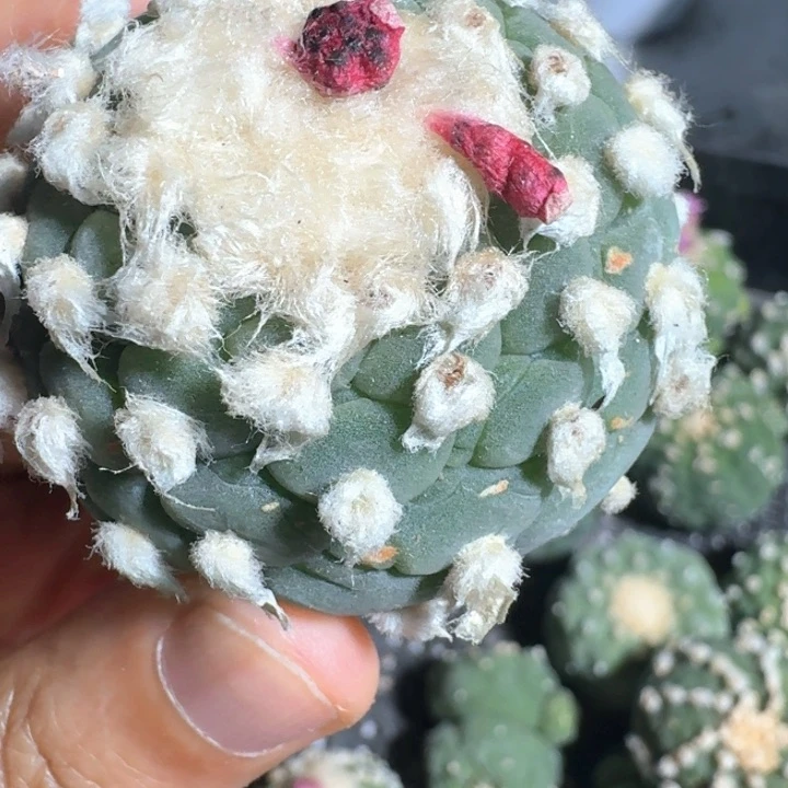 磊***宝仙人球仙人球仙人球