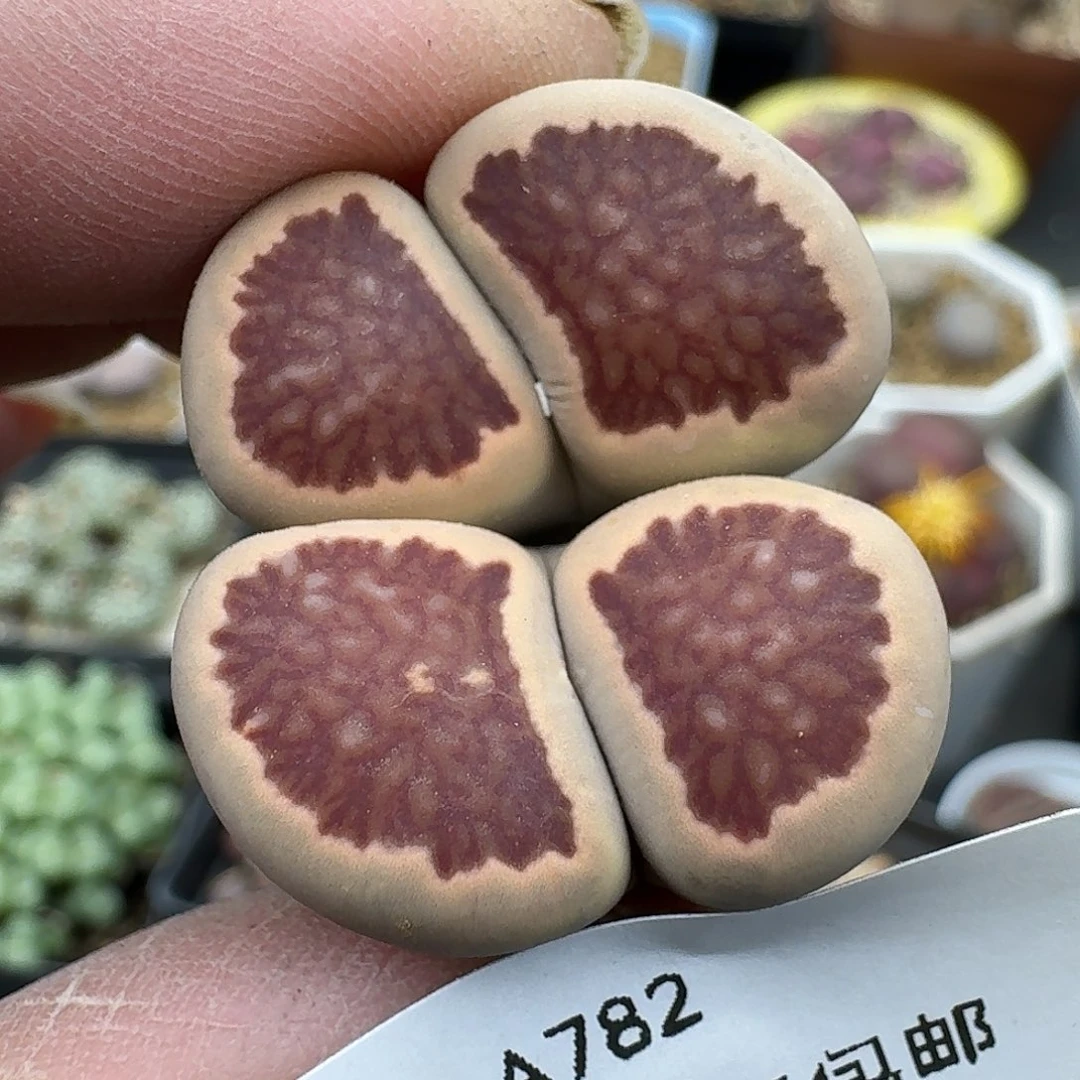 782多肉哈哈哈哈哈哈哈