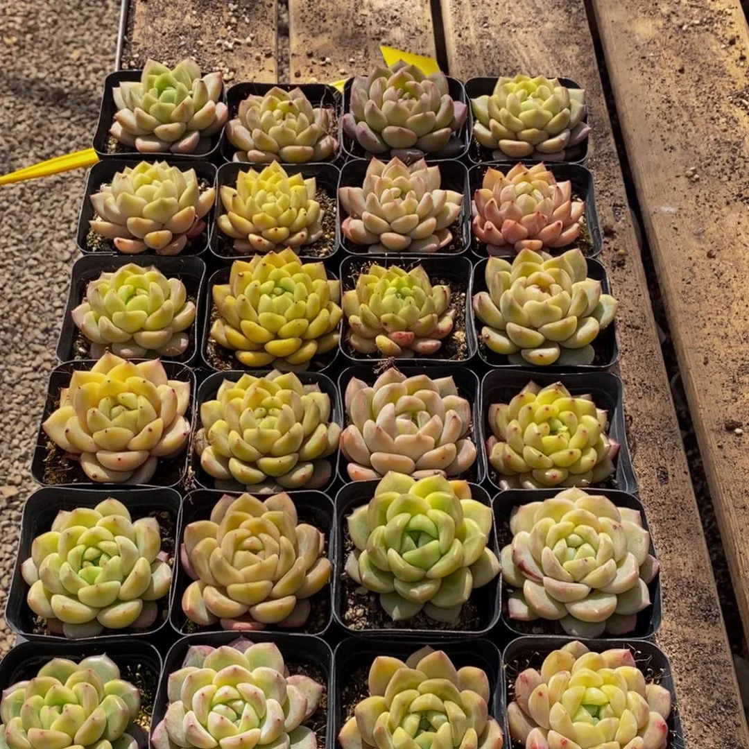 清****༇206多肉植物保护研究所所长助理