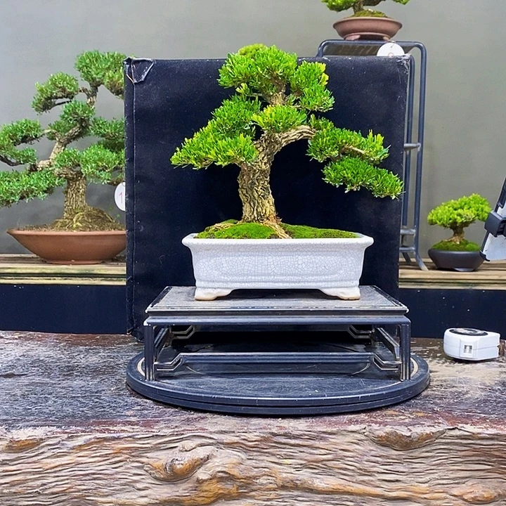 无花朵黄杨盆景四季常青
