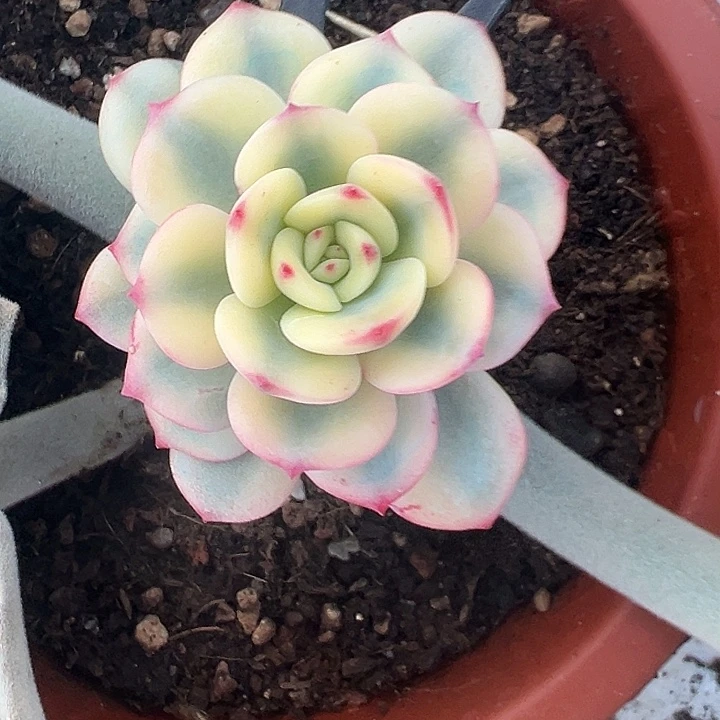 三文鱼锦多肉植物