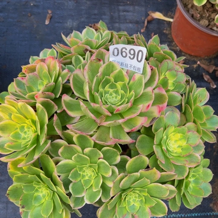 芊****海鲜0690000000000