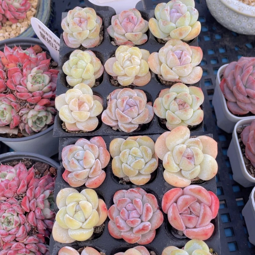 322号冰透小白兔组合九个