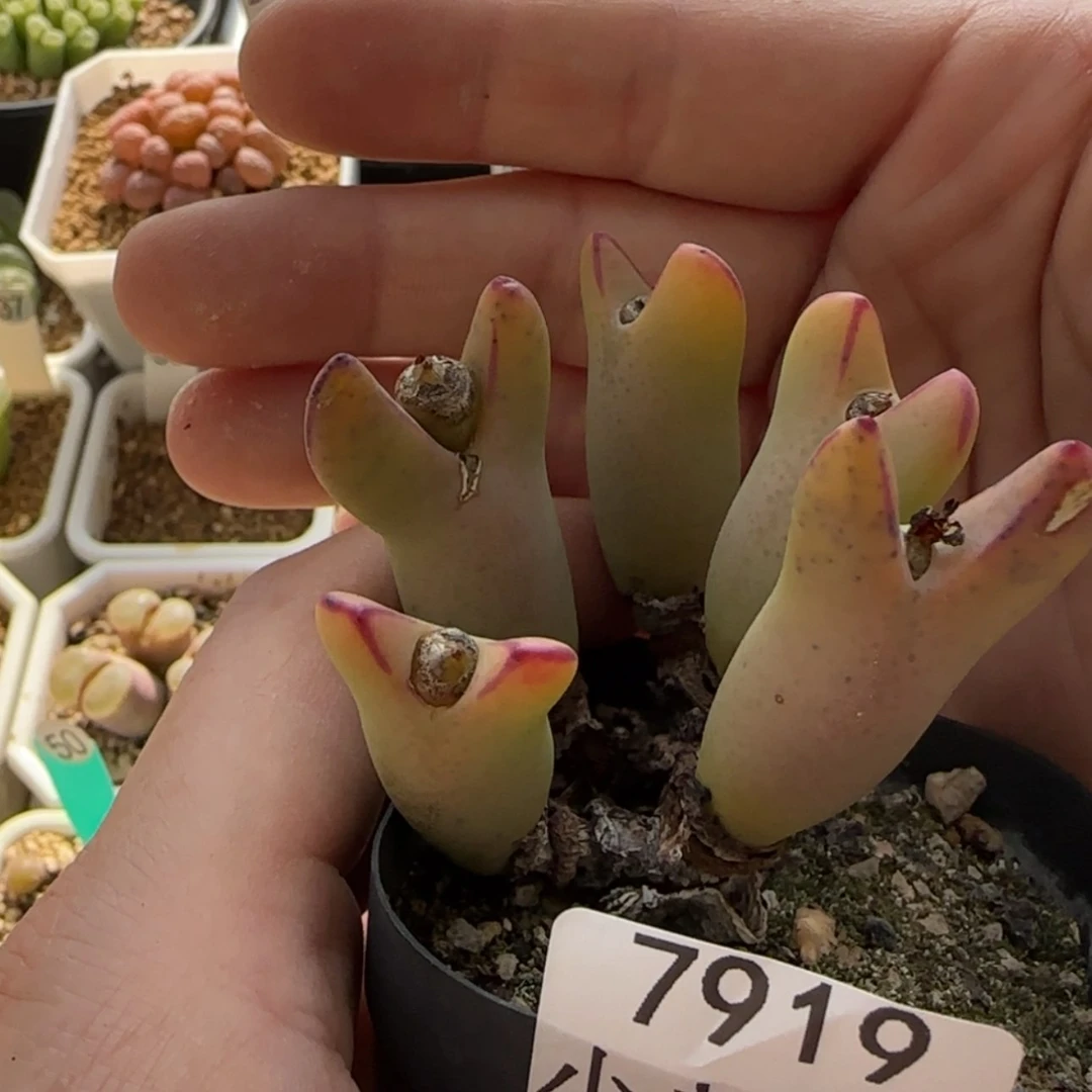 【闪购商品】y****e7919