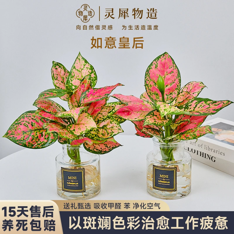 买一送一红如意皇后吉祥水培干净好养室内桌面叶片美观绿植物花卉