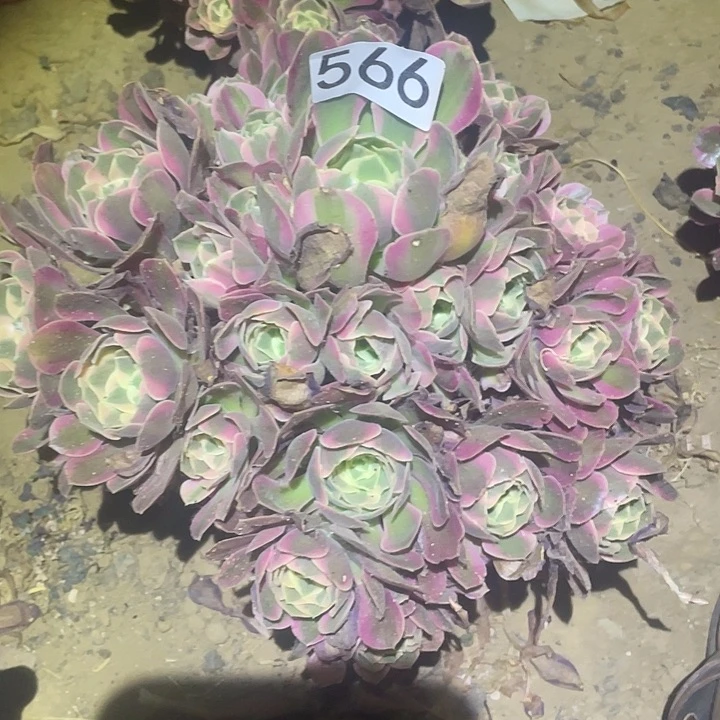 多肉植物法师566妖月