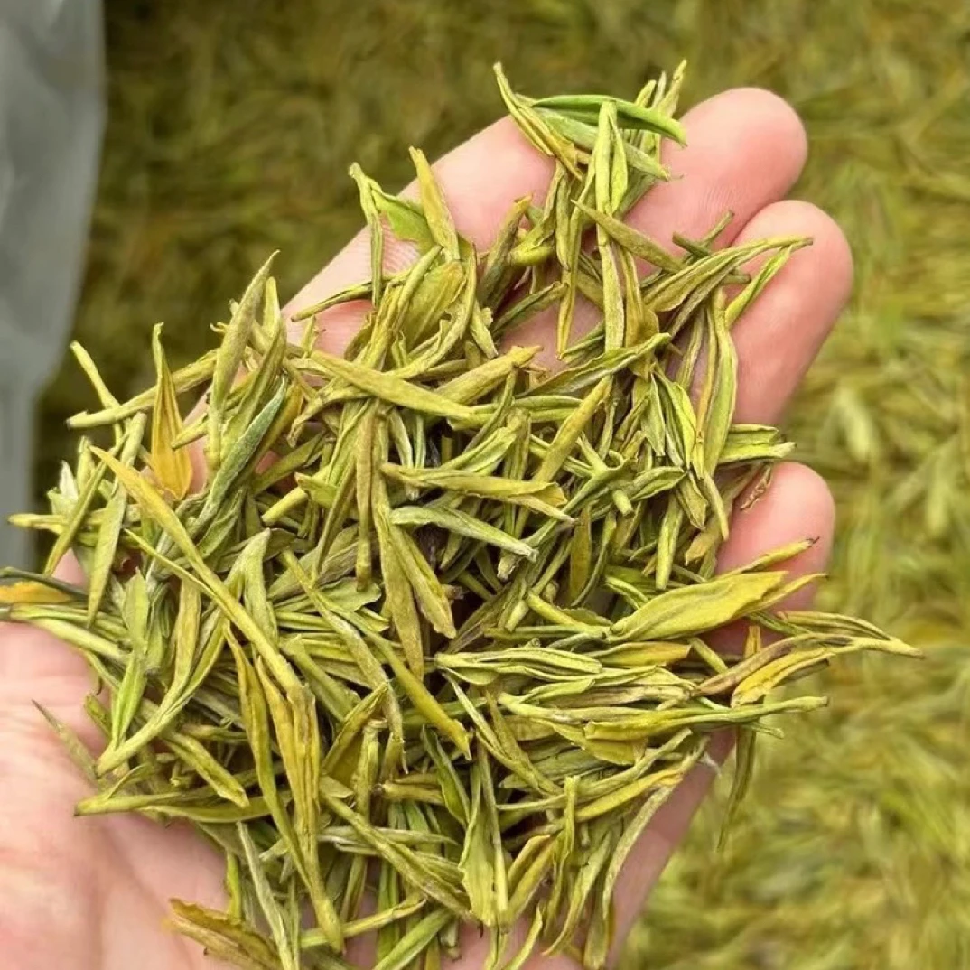 2025年原产地奶白黄金芽支持试喝