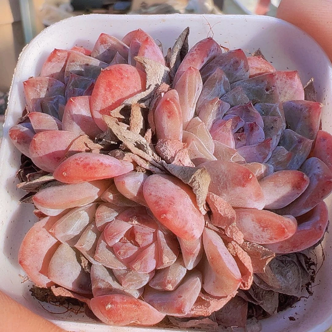 冰糖群2盆19包邮多肉