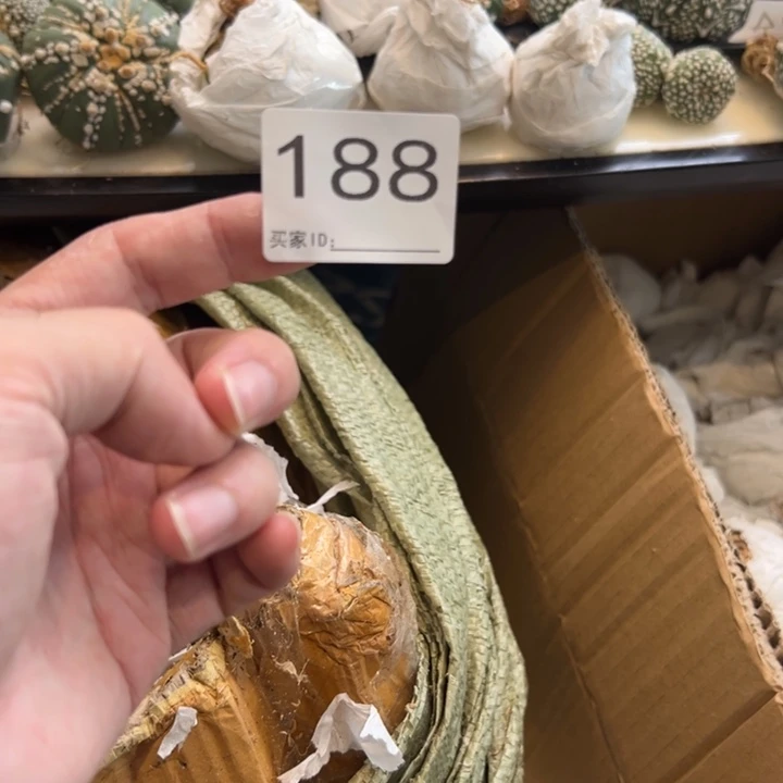 濂***店兜星球仙人球188号球